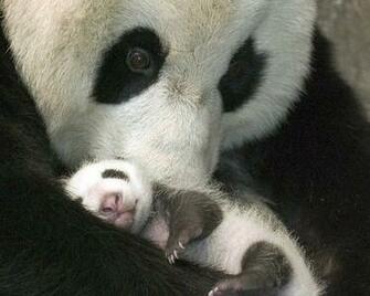 Bears Low Resolution Panda Wallpaper
