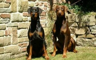 Doberman Wallpaper