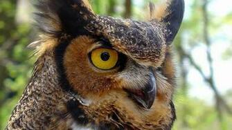 Animal Owl Wallpaper