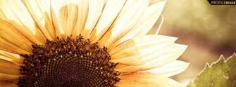 Beautiful Sunflower Photography Cover Pre