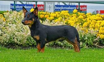 Lancashire Heeler Pictures Wallpaper9