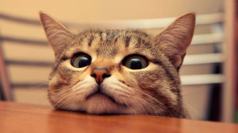Cat Meme Background Wallpaper