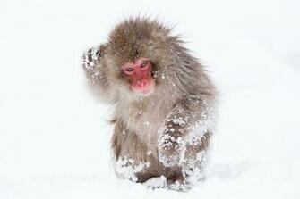 Japanese Macaque Wallpaper X Net