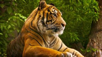 Most Beautiful Animals Wallpaper On