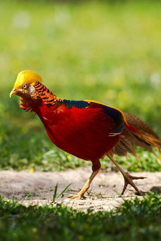 Golden Pheasant iPhone Wallpaper