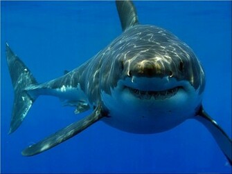 Great White Shark HD Wallpaper