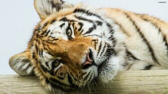 Youwall Cute Tiger Wallpaper