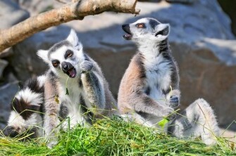 Animal Lemur Wallpaper