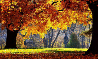 Best Autumn Wallpaper The Tech Edvocate
