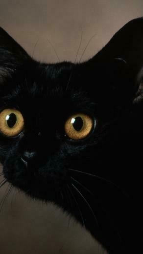 Black Cat Green Eyes iPhone Wallpaper Top