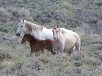 HD Animals Wallpaper Wild Horses