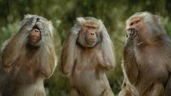 See No Evil Monkeys Wallpaper Background