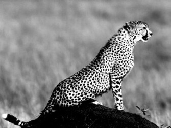 Cheetah Black And White Wallpaper Photography