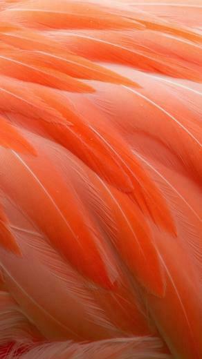 Wallpaper Flamingo Orange Macro Feathers