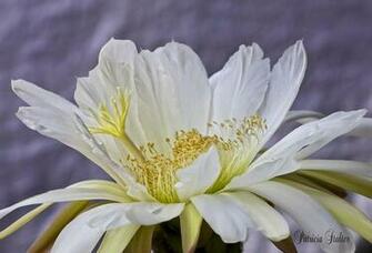 Cactus Flower Watercolor