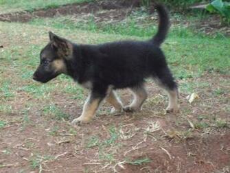 Cute Baby German Shepherd Wallpaper