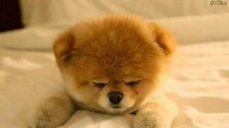 Cute Pomeranian Puppies Wallpaper Image HD
