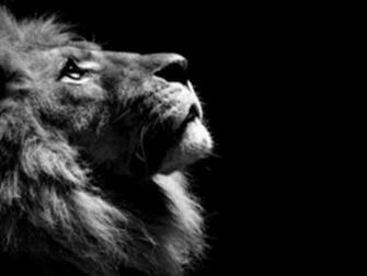 Black Lion HD Wallpaper