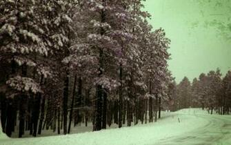 Dark Winter Woods Wallpaper By Danotomorrow
