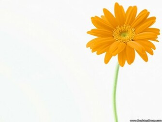 Desktop Wallpaper Flowers Background Yellow Gerbera Daisy