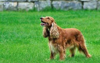 Cocker Spaniel Computer Wallpaper Desktop Background Id
