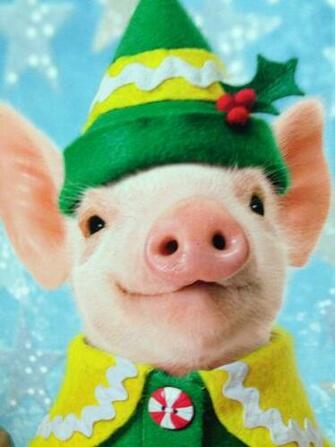 Christmas Piggy I Pigs
