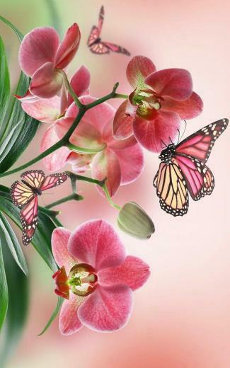 Orquideas Blancas Wallpaper Buscar Con Google Raindrops Roses