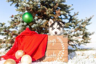 Animal Husky HD Wallpaper