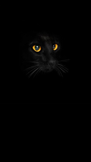 iPhone Wallpaper Cats Cat Phone Drawing