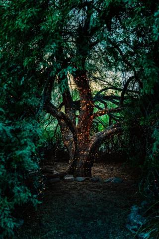 Magic Tree Pictures Image