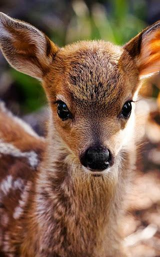 Cute Animals Live Wallpaper