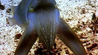 Cuttlefish Wallpaper Daily Background