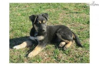 Meet Merry Christmas A Cute German Shepherd Puppy For