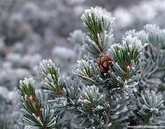 Christmas Nature