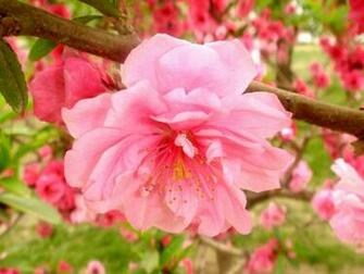 Descrizione Peach Flower Tj2 Jpg