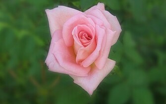 Pink Roses Widescreen Wallpaper