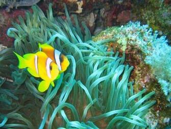Miss Reef