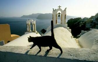 Church Cats Greece Creatures Of The Street Feral