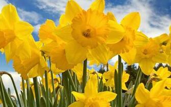Spring Wallpaper High Definition Quoteko