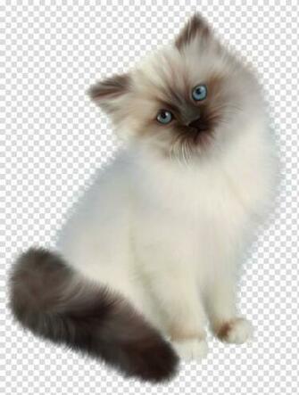 Himalayan Kitten Persian Cat Ragdoll Siamese Birman