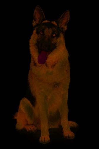 German Shepherd Png