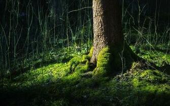 Beautiful Forest Wallpaper