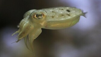 Cuttlefish Wallpaper Daily Background