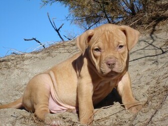 Pit Bull Terrier Red Nose Pitbull Temperament