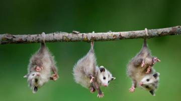 Baby Animals This Berbagi Ke Label