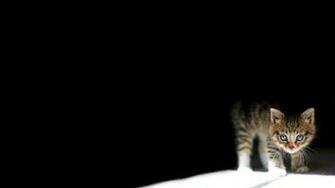 Peeking Cat Wallpaper Top Background