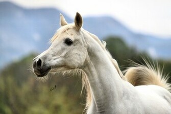 White Arabian Horse Wallpaper