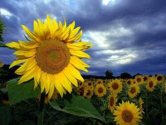 Landscapes Nature Wallpaper