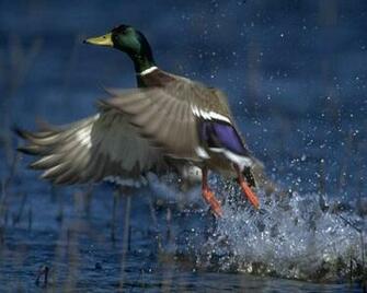 Hoy Te Recomendamos Esta Estupenda Imagen Disfruta De Patos