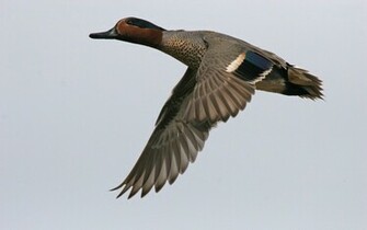 Mallard Bird Wallpaper HD
